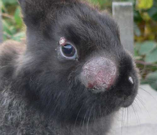 Ушной клещ у кроликов: особенности и лечение