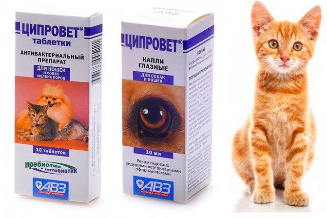 Ципровет для кошек: назначение и правила приема антибиотика