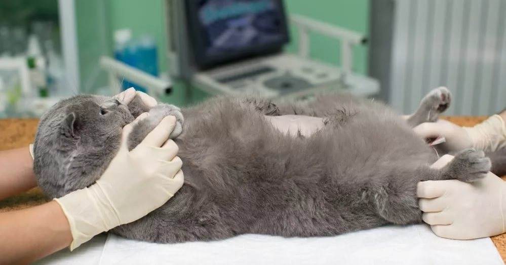 Можно ли стерилизовать беременную кошку - выживут ли котята