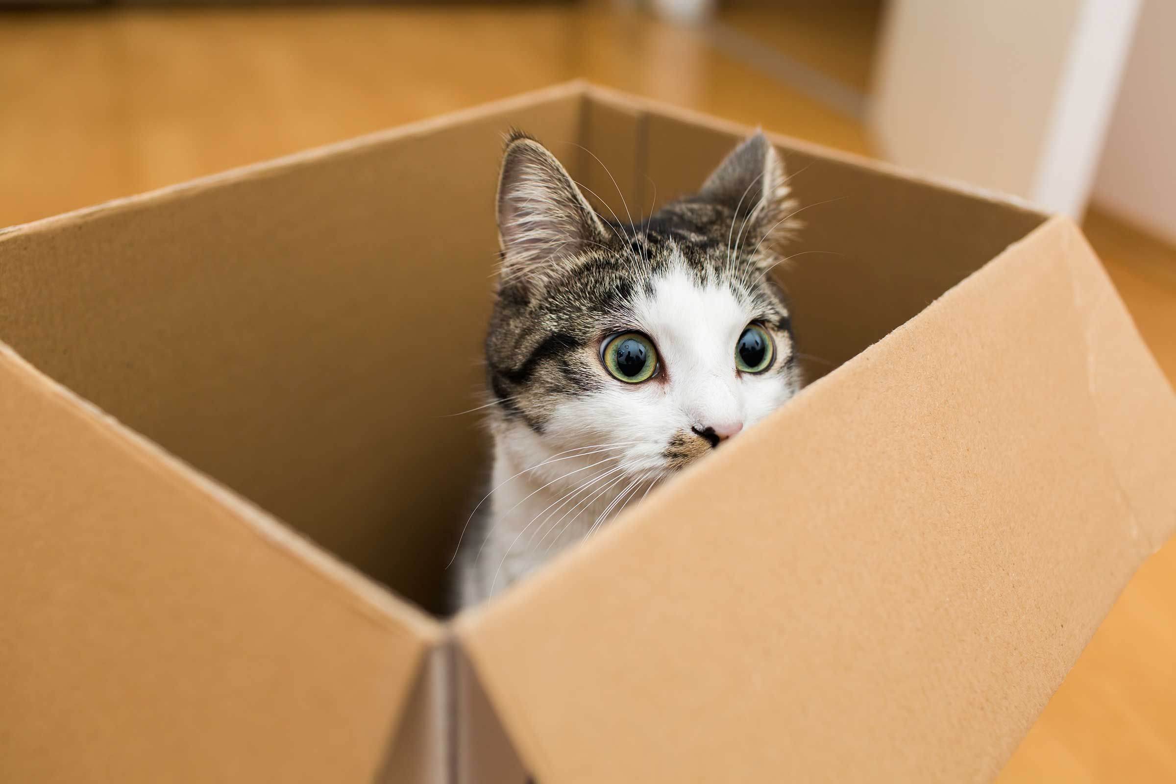 Учёные рассказали, почему коты так сильно любят коробки. ридус