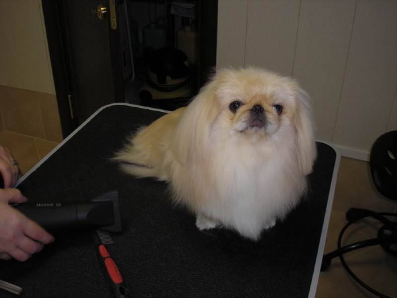 Как подстричь пекинеса в домашних условиях | собаки мира