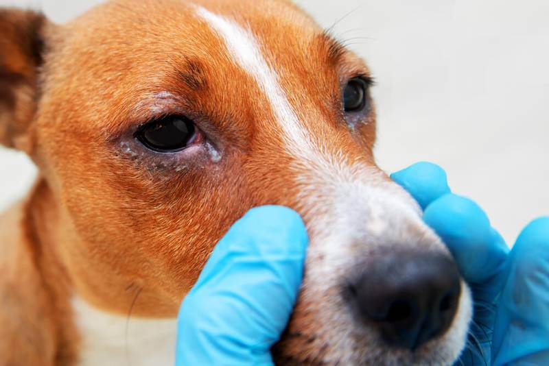 Сухой кератоконъюнктивит у собак и его последствияветлечебница рос-вет