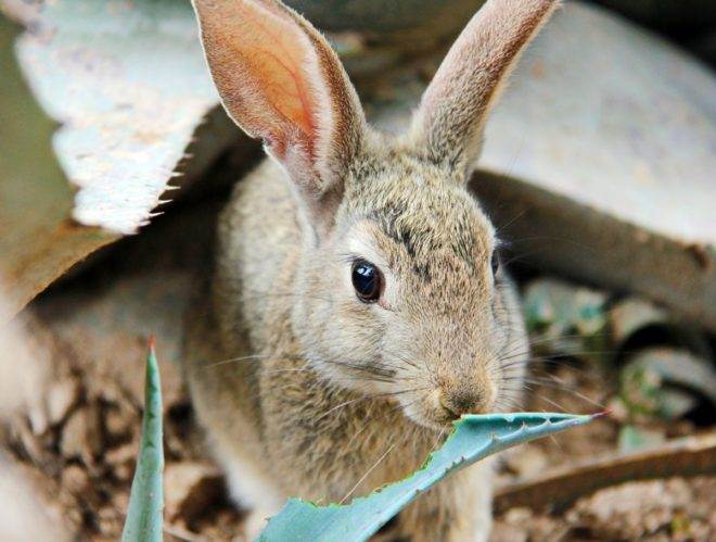 Дикие кролики. жизнь и повадки. | кролики. разведение и содержание в домашних условиях