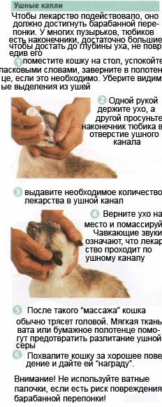 Как почистить уши кошке: приспособления и средства, алгоритм действий, частота проведения процедуры