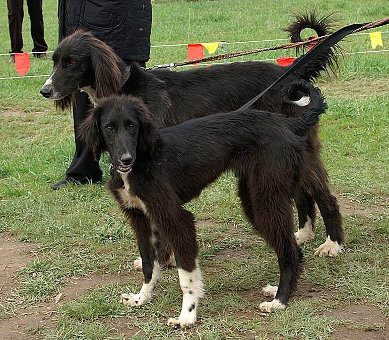 Как выглядит собака тайган: подробное описание киргизской борзой породы
