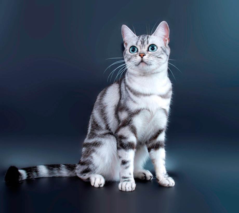 Американская короткошерстная: 115 фото и видео описание стандарта и основных характеристик кошек