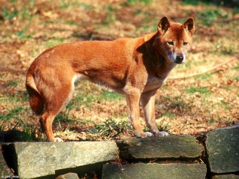 Новогвинейская поющая собака - вики