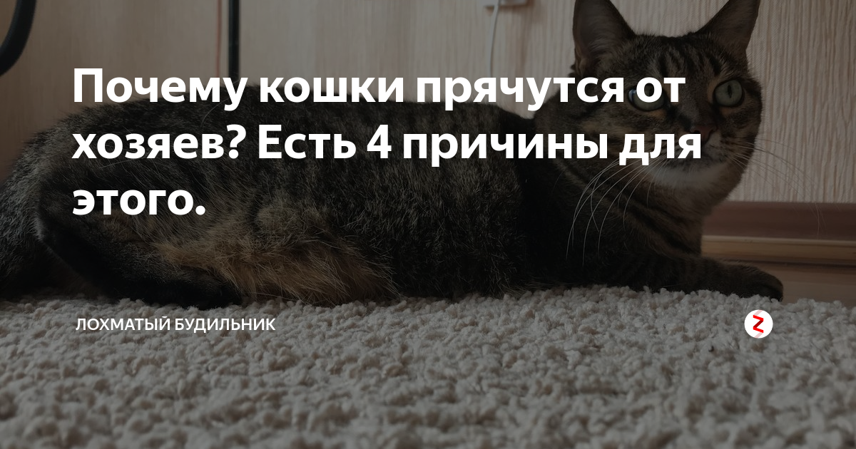 ᐉ почему собаки уходят из дома перед смертью? - zoomanji.ru