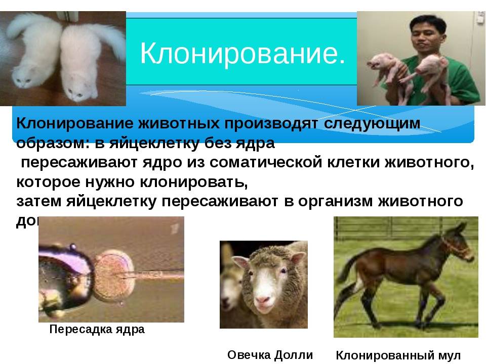 Клонирование животных: преимущества и недостатки — сайт эксперта по животным — howmeow