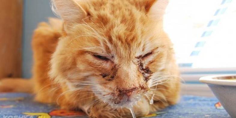 Микоплазмоз у кошек: причины, симптомы и лечение при помощи вакдерма