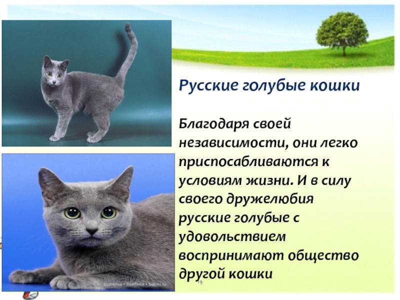 Сибирская маскарадная кошка: описание породы, характер, содержание и уход  - mimer.ru
