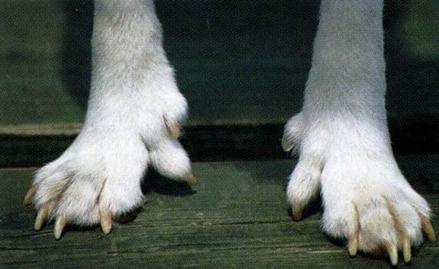 Породы собак с прибылыми пальцами на задних конечностях