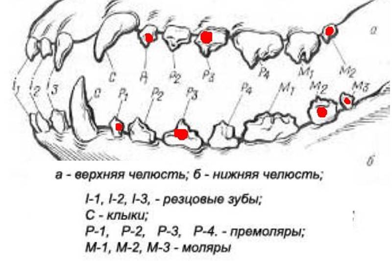 Смена зубов у собак карликовых пород