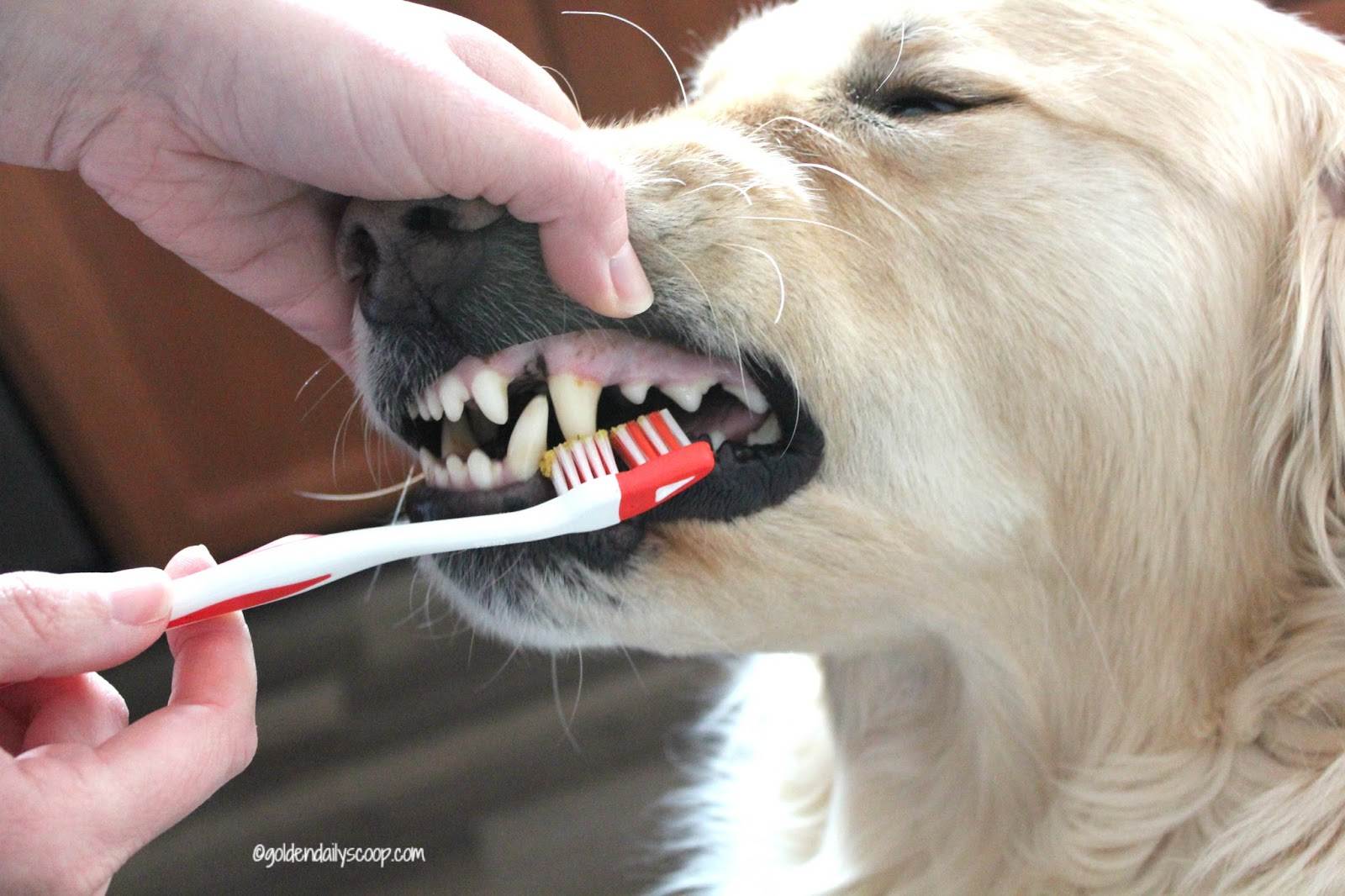 Удаление, профилактика, лечение зубного камня у собак