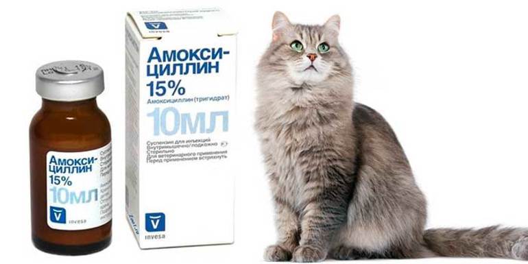 Антибиотики кошке - как и какие колоть