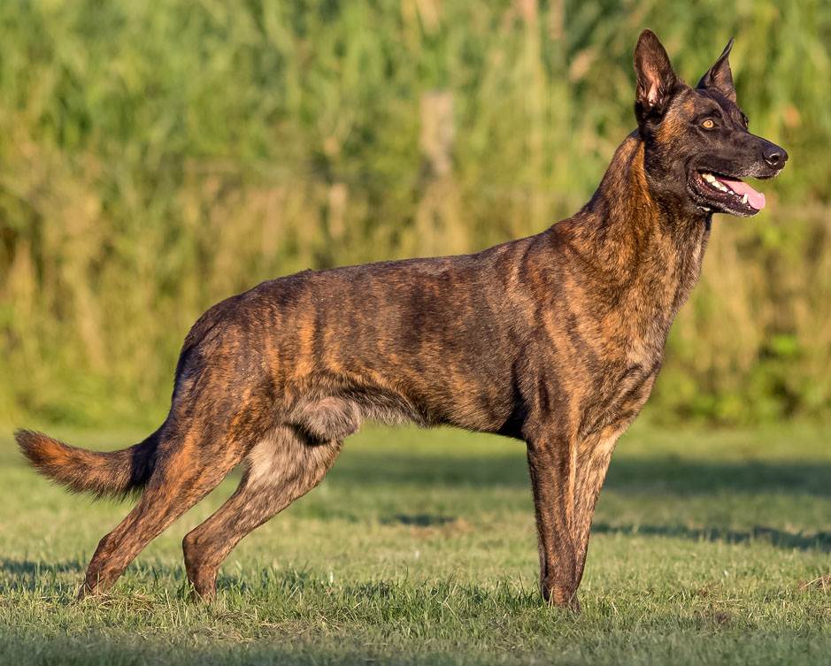 Немецкий боксер — описание породы собаки от а до я