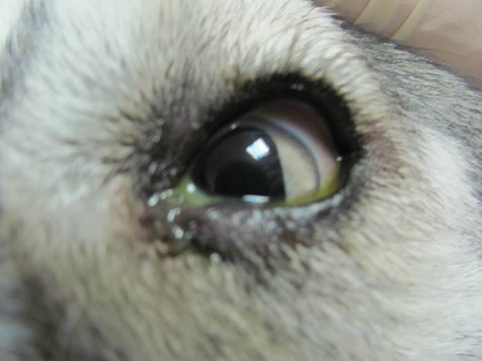 Почему слезятся глаза у собаки и при каких опасных болезняхветлечебница рос-вет