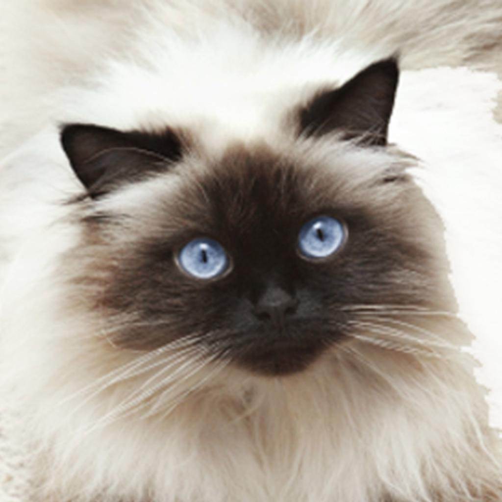Гималайская кошка: особенности породы и фото кота, уход за питомцем и его содержание