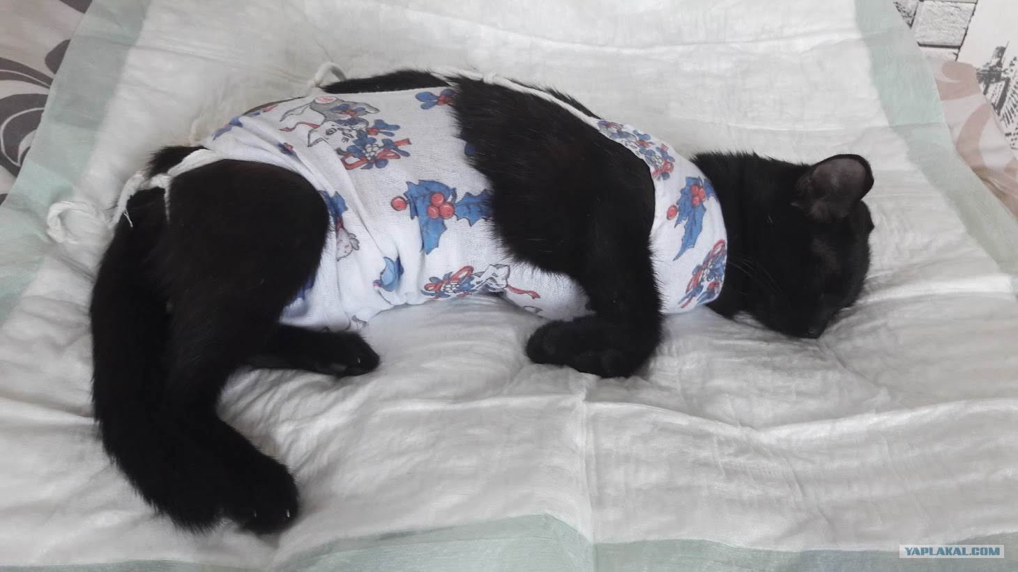 Стерилизация кошки: сколько дней нужно носить попону после операции