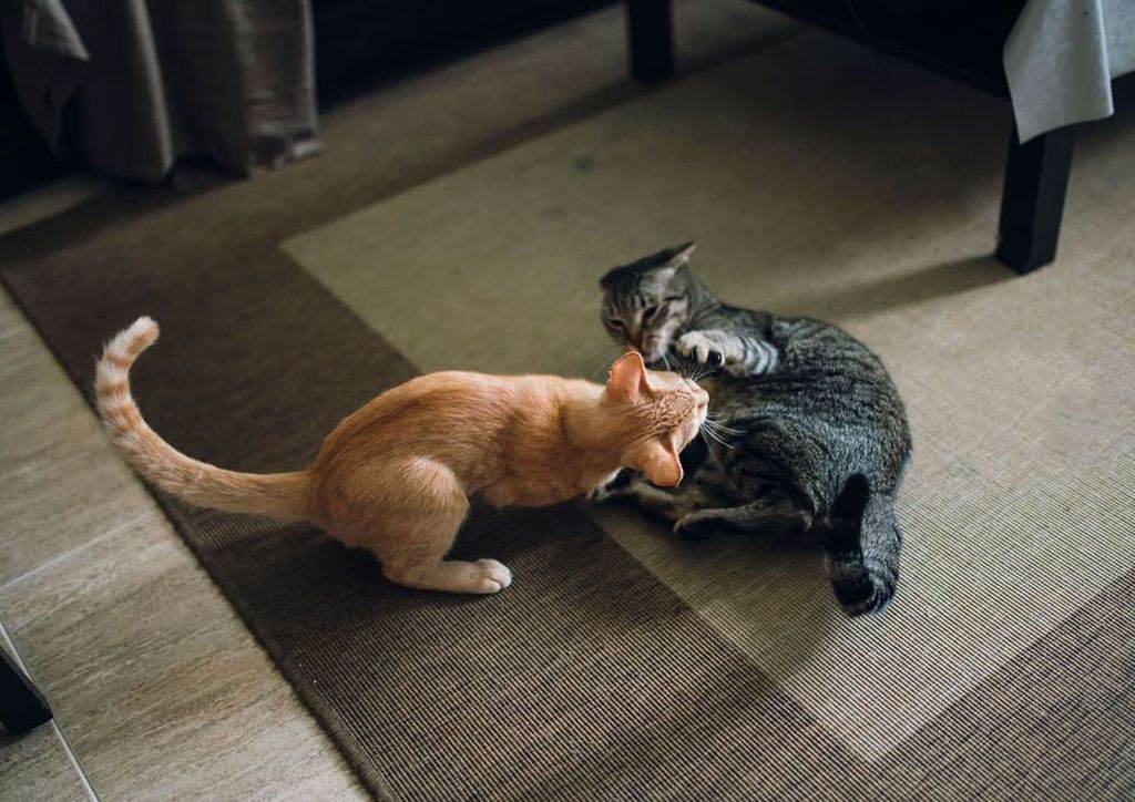 Две кошки в одном доме: как избежать конфликта?