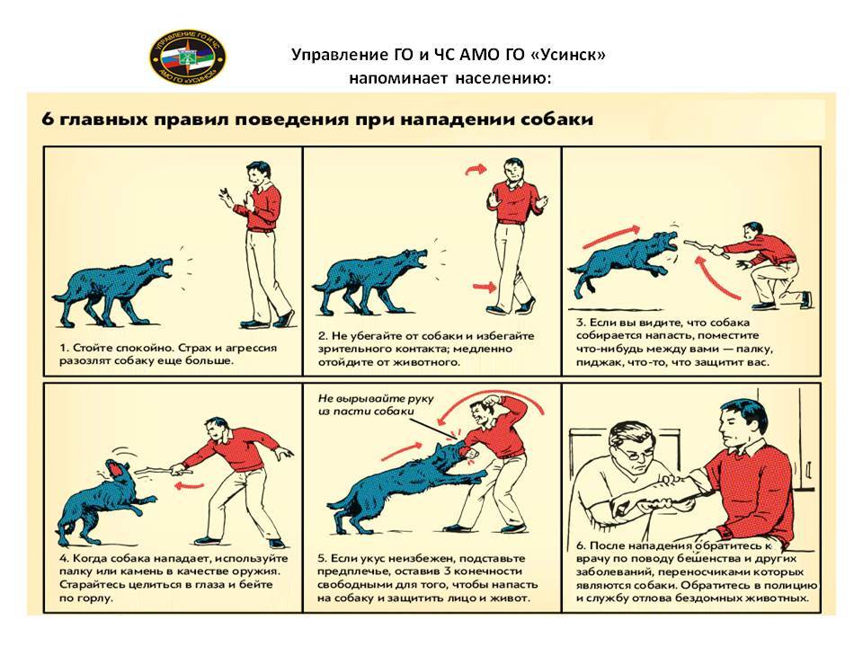 Как действовать при нападении собак: инструкции и правила самообороны, что делать при нападении стаи, самые опасные породы собак