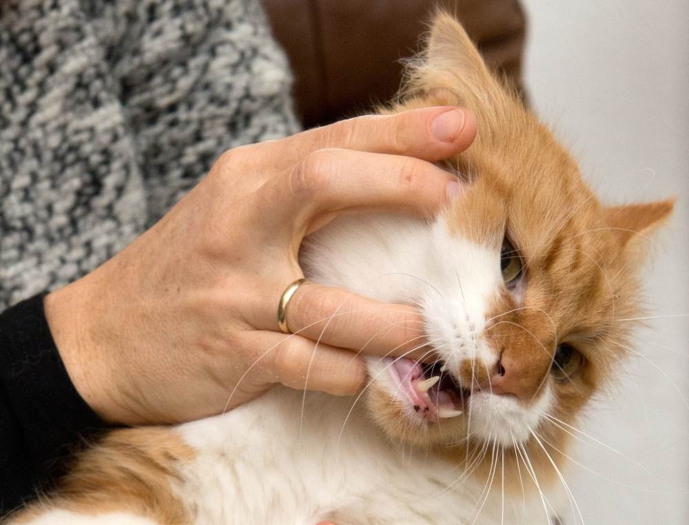 Как отучить котенка или кота кусаться и царапаться – инструкция, что делать