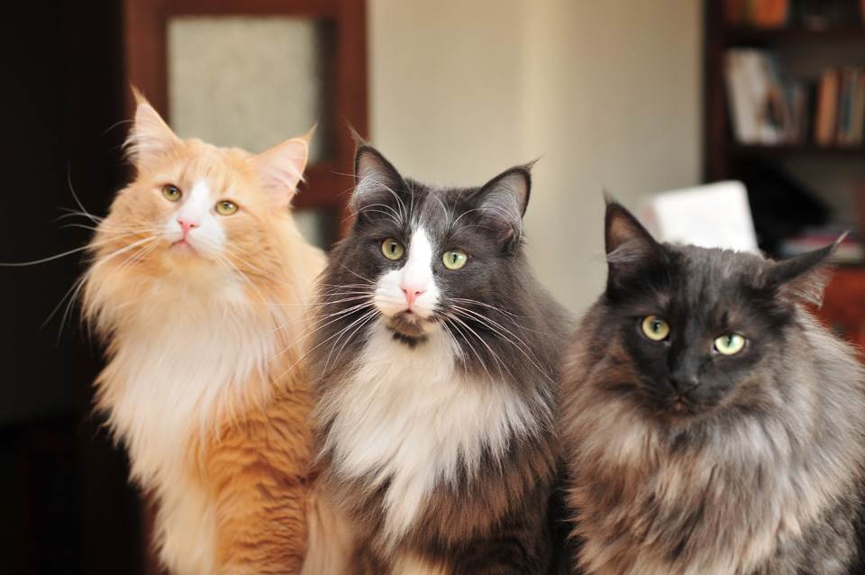 Самые умные породы кошек: топ 10 с фото, видео и названиями