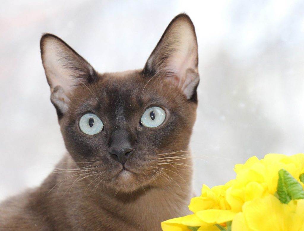Тонкинская кошка: описание породы