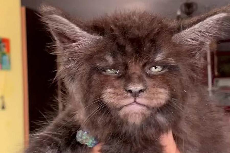 Мейн кун валькирия: фото, кот с человеческим лицом, который взорвал интернет, хозяйка заводчица татьяна расторгуева