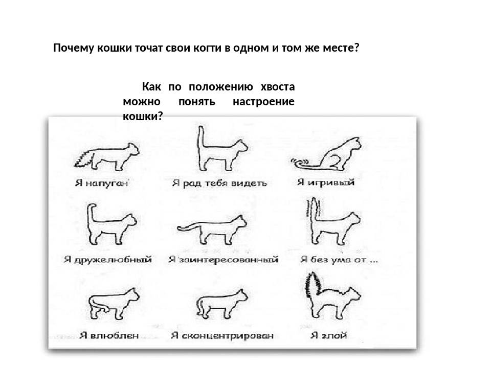 Кот начал писать где попало - что делать и как отучить? - kotiko.ru