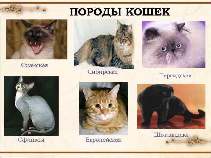 5 популярных пород кошек