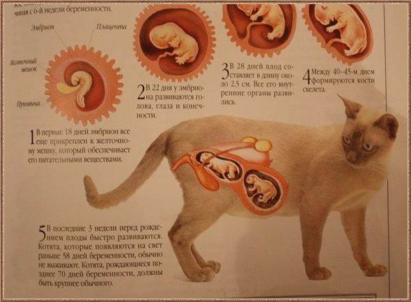 Примеры через сколько месяцев рождаются котята: период вынашивания