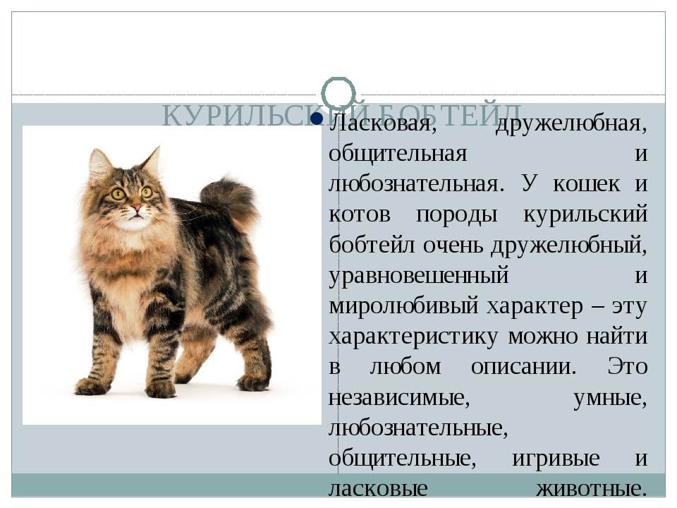 Особенности характера кошек породы курильский бобтейл