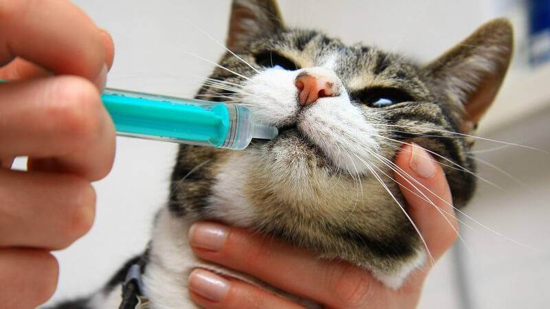 Простые способы давать котам таблетки, даже если они их выплевывают