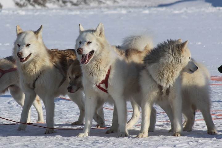 Гренландская собака: характеристики породы, фото, характер, правила ухода и содержания