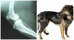 Болезни лап у собак – вывихи, переломы и трещины, другие травмы 2022
