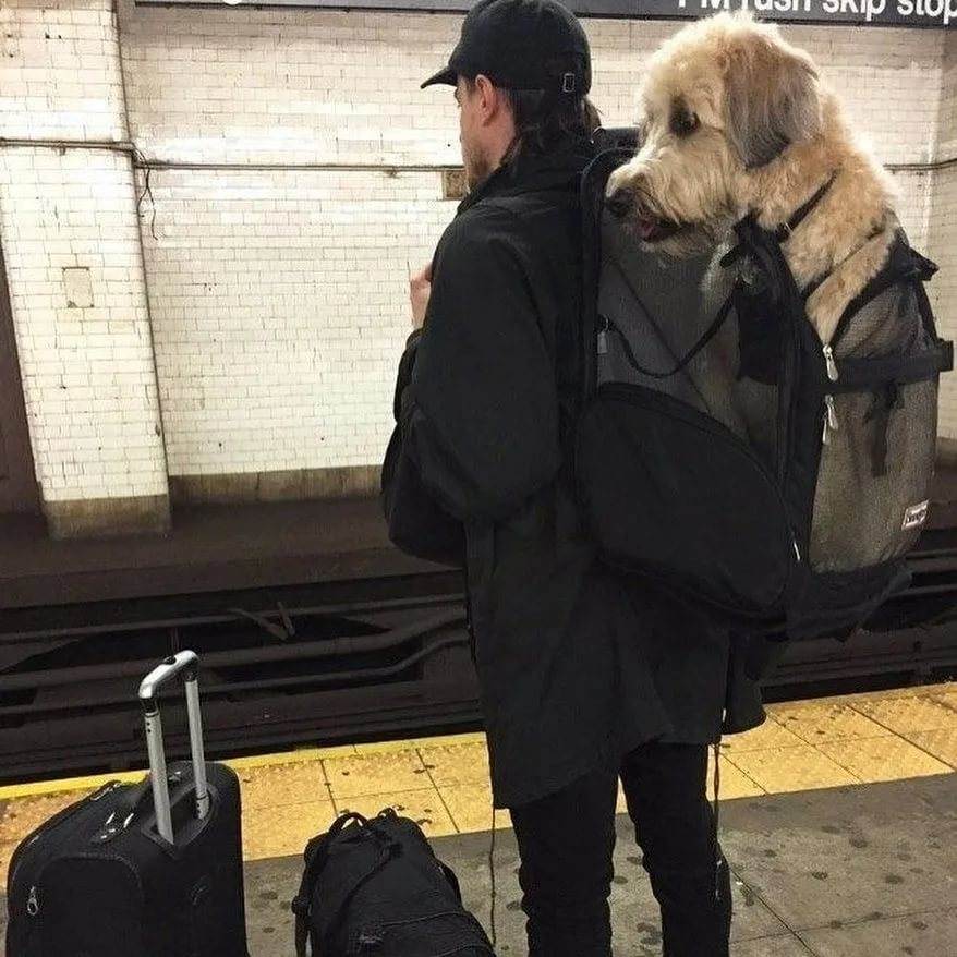 Можно ли перевозить большую собаку в метро? - юридические советы от а до я