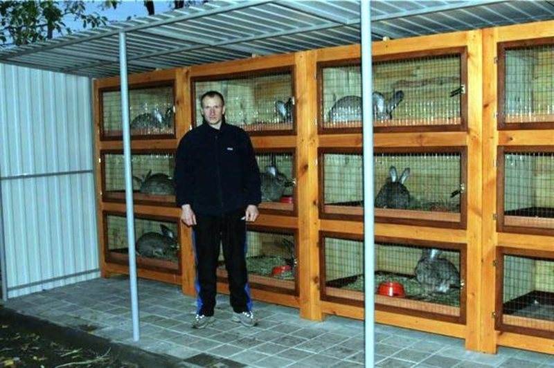 Разведение кроликов в домашних условиях: выгодный бизнес с окупаемостью за полгода