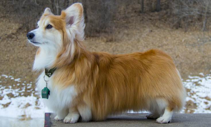 Корги флаффи — фото, особенности собак с геном длинной шерсти