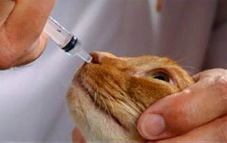 У кота заложен нос и не дышит: как промыть и чем лечить?