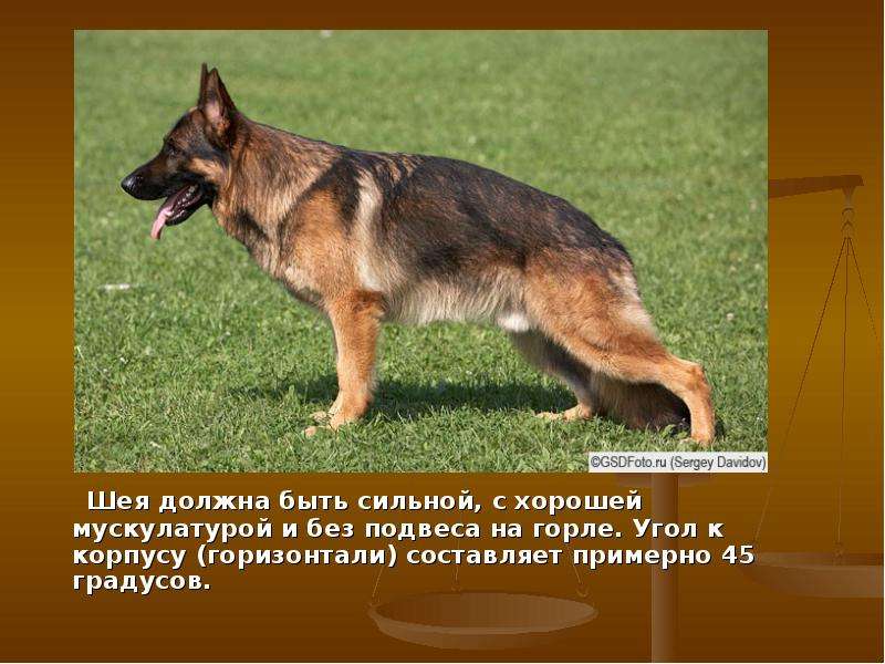 Черная немецкая овчарка: фото, описание породы | собаки мира