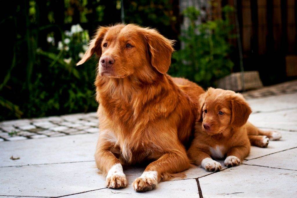 Новошотландский ретривер: особенности породы и содержание собаки