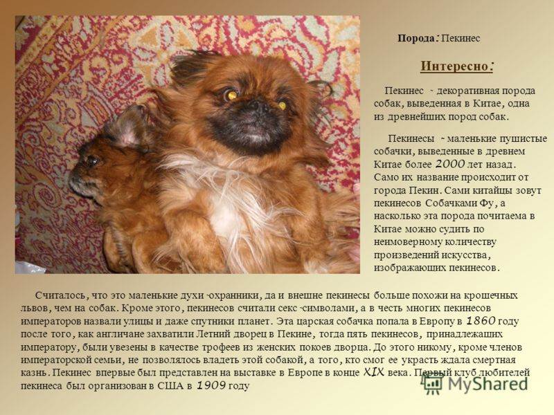 Китайский бульдог чунцин: фото, описание и характеристики породы собак, содержание и уход