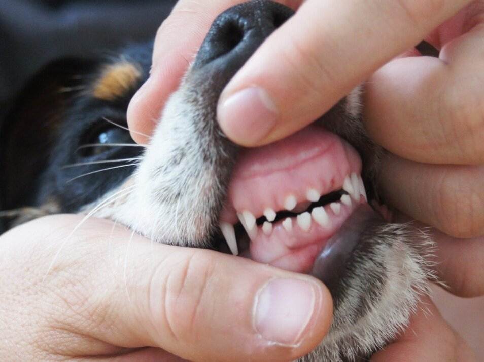 Как по зубам определить возраст собаки