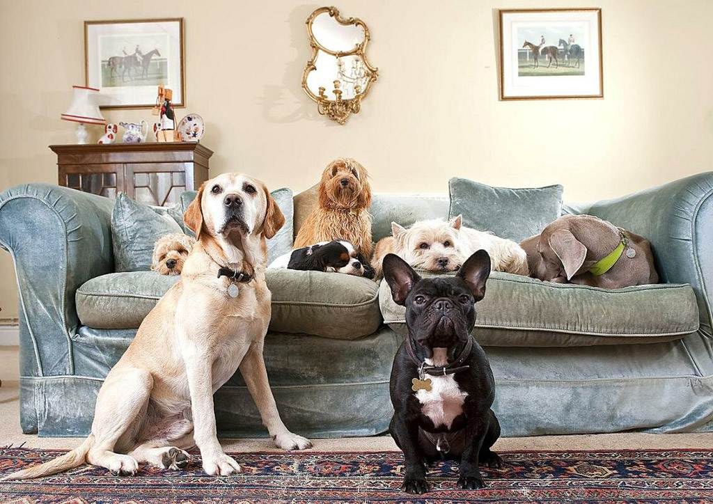 Породы собак маленьких размеров с фото и названиями: какие песики идеальны для небольших квартир?