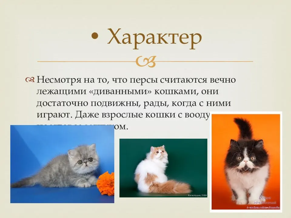 Персидская кошка: характер, фото, описание породы, правила ухода и содержание котов