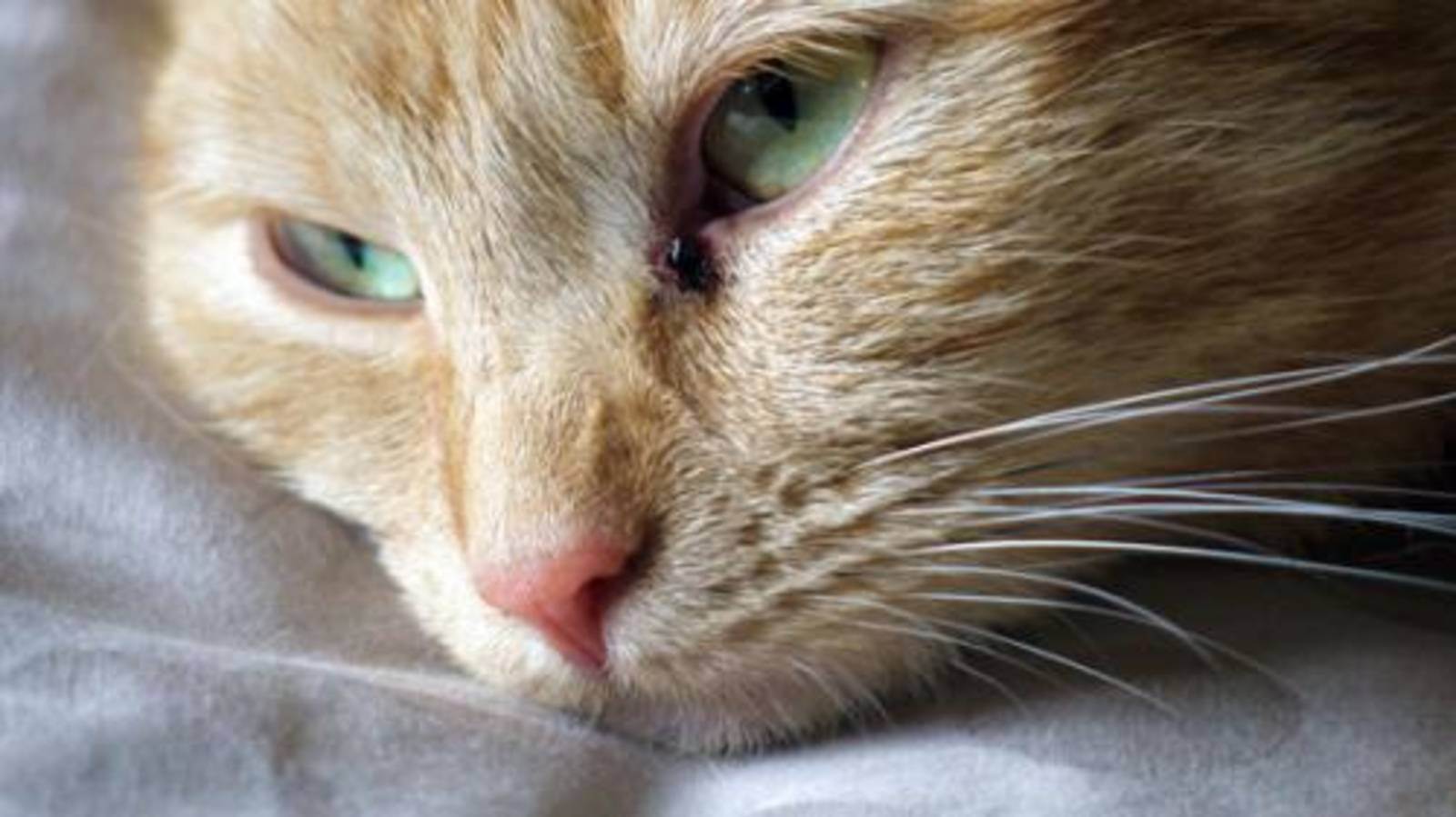 Кальцивироз у кошек: симптомы и лечение, профилактика, прогноз