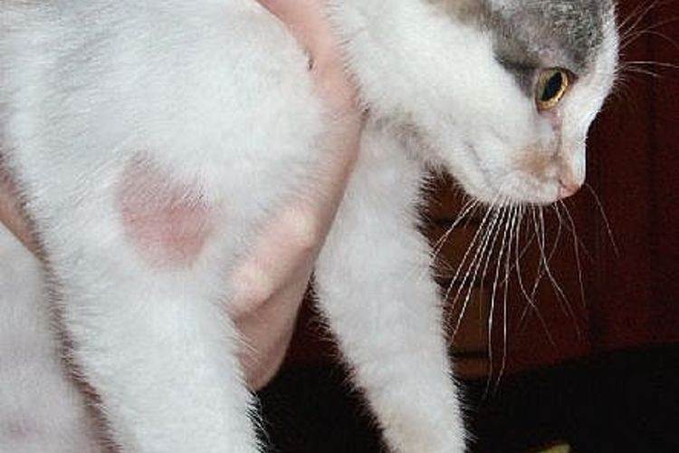 Лишай у кошек: что это такое, как лечить, как не допустить болезни, фото