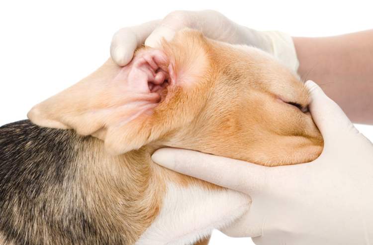 Почему собака трясет ушами и головой? чем лечить?