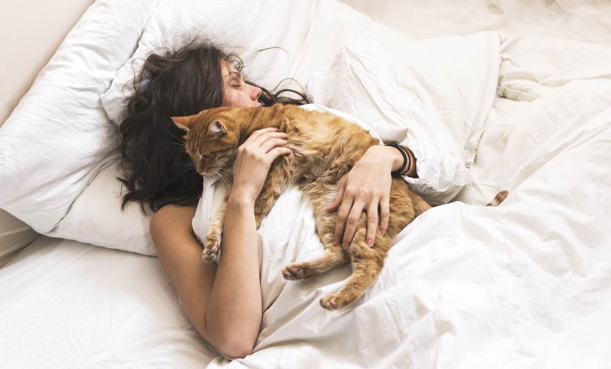 Почему кошка или кот спит на человеке, ложится на живот или рядом – 13 причин
